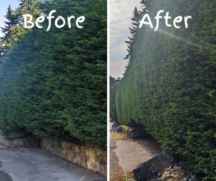 after regent before after