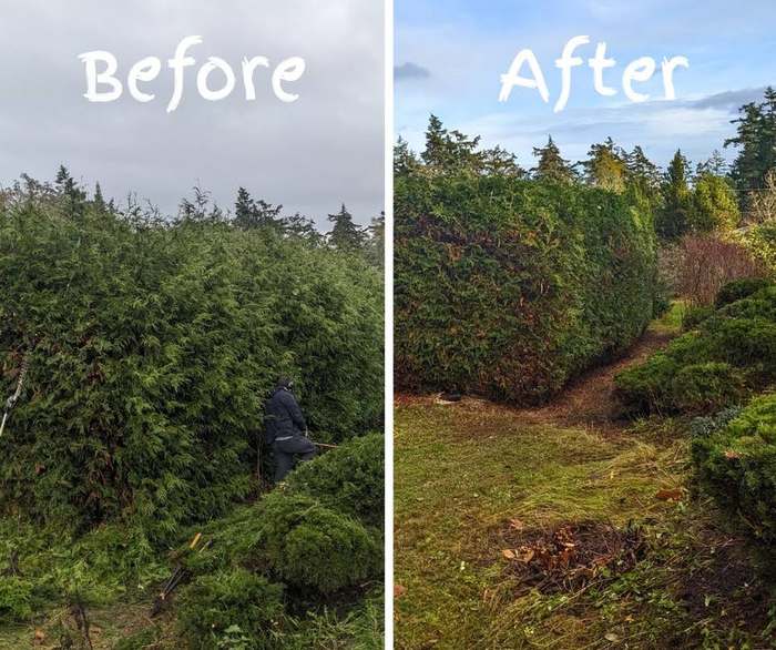 after regent before after