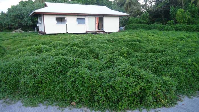 trimming  house before overgrown hedge