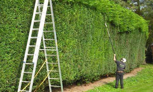 trimming  tall hedge trimming ladder action