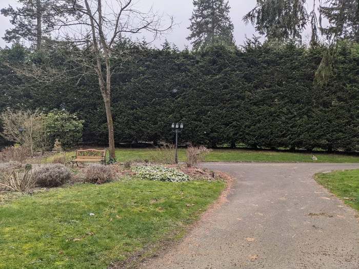 trimming  wide hedge with grass path