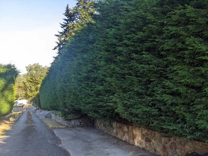 trimming  hedge along driveway