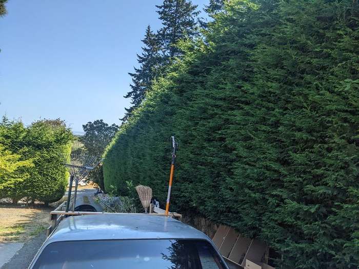 trimming  tall hedge along road