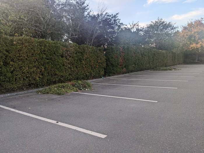 trimming  cedar hedge parking lot commercial