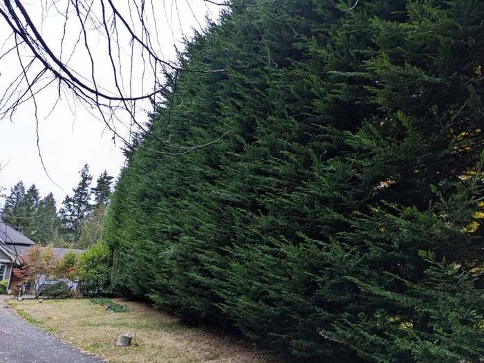 trimming  tall cedar hedge skyline