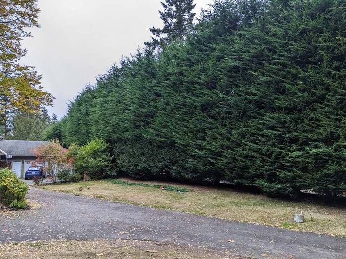 trimming  long cedar hedge property line