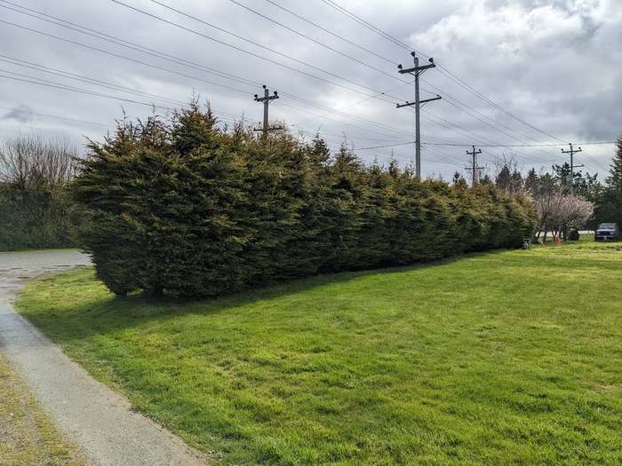 trimming  hedge along quiet road