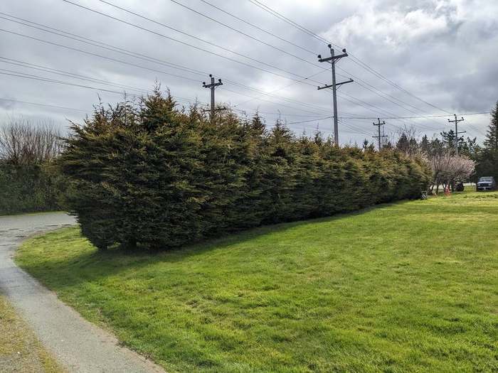 trimming  hedge and lawn perimeter