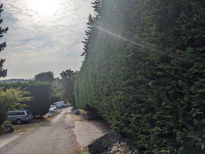trimming  tall cedar hedge wall