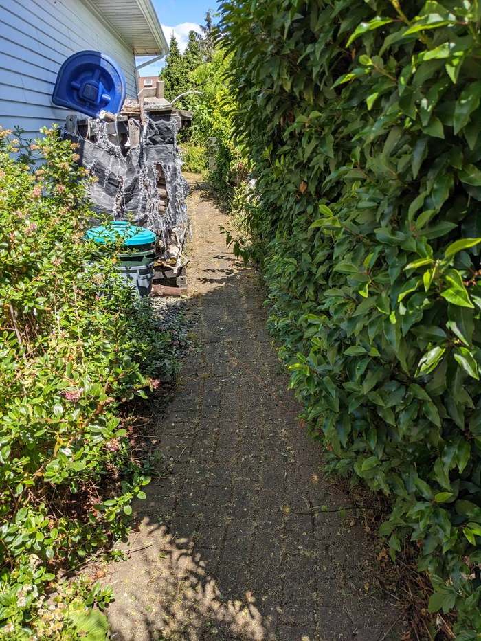 trimming  garden path between hedges