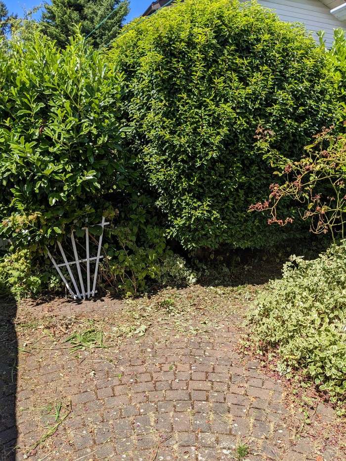 trimming  rounded boxwood hedge