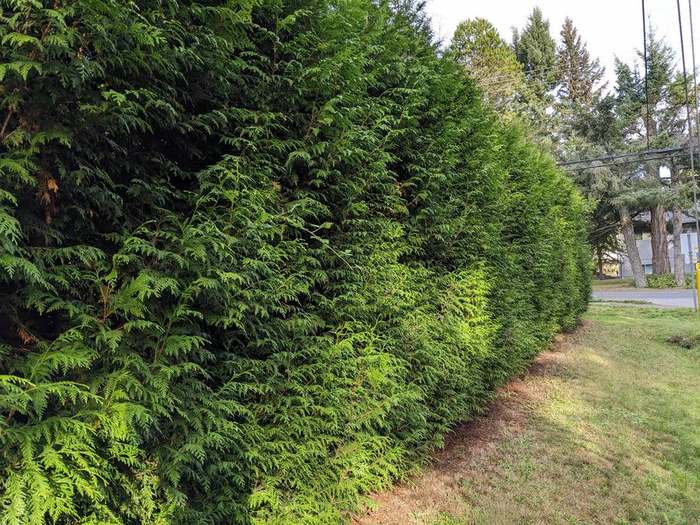 trimming  tall hedge with lawn