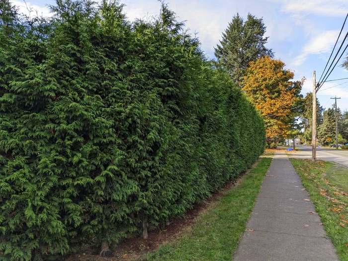 trimming  tall cedar hedge autumn