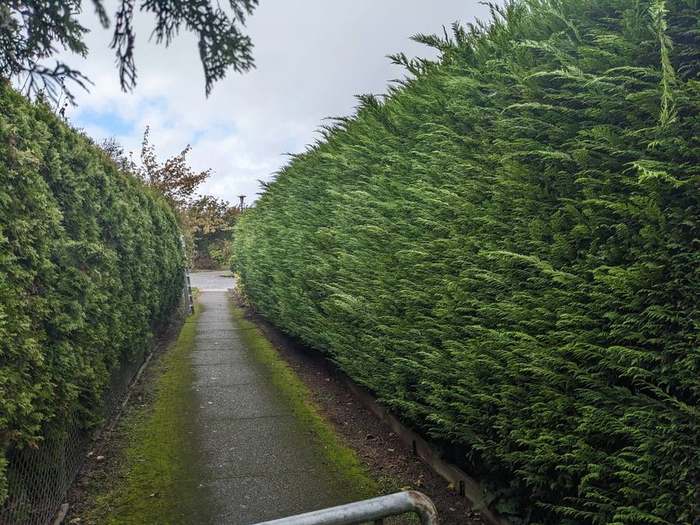 trimming  pathway between tall cedar hedges