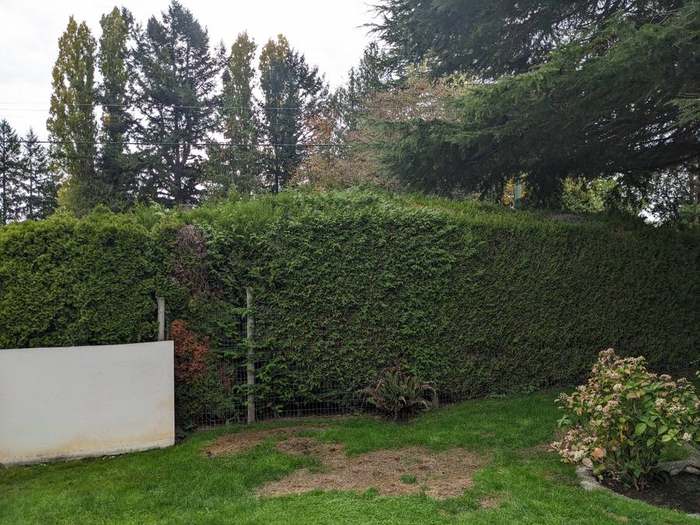 trimming  tall cedar hedge wall side