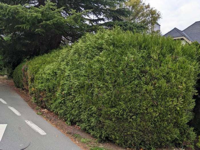 trimming  round shaped hedge