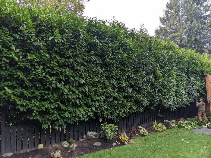 trimming  cedar hedge wall along yard
