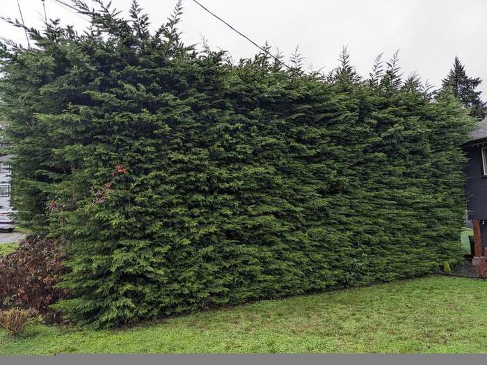 trimming  hedge and open lawn