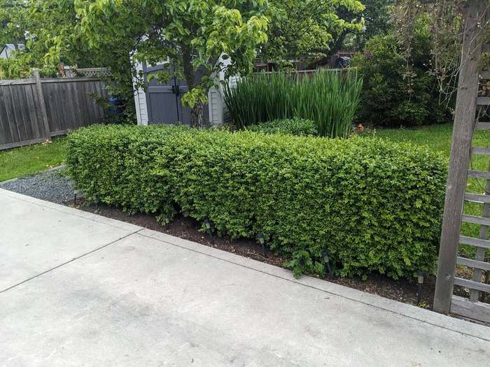 trimming  hedge along driveway curb