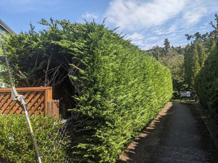 trimming  trimming tall cedar hedge action