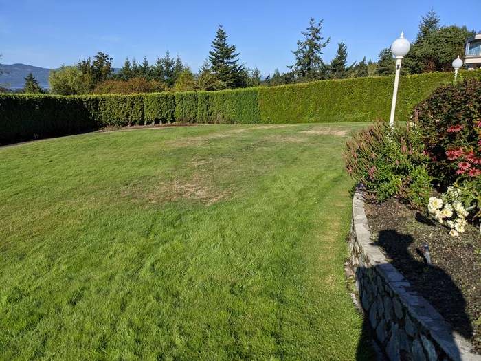 mowing  open lawn with hedge backdrop