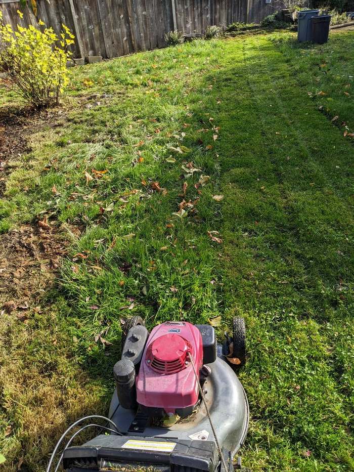 mowing  push mower along hedge