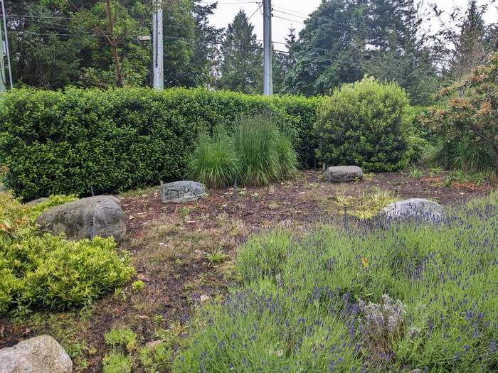 beds  garden with rocks pruned