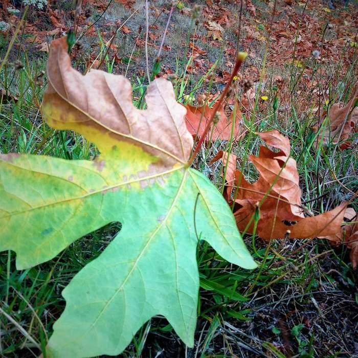 cleanup  autumn leaf detail