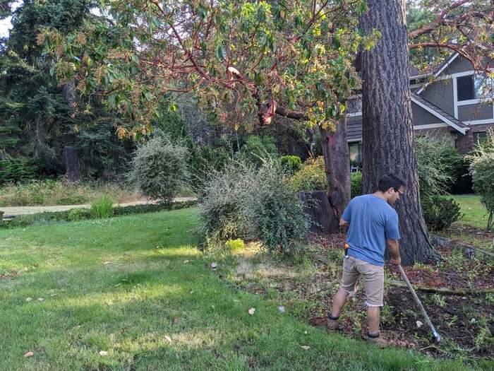 cleanup  raking under big tree