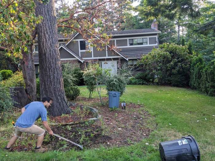 cleanup  raking leaves large tree