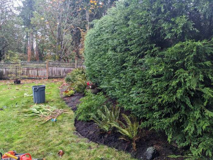 cedar shrubs trimmed after