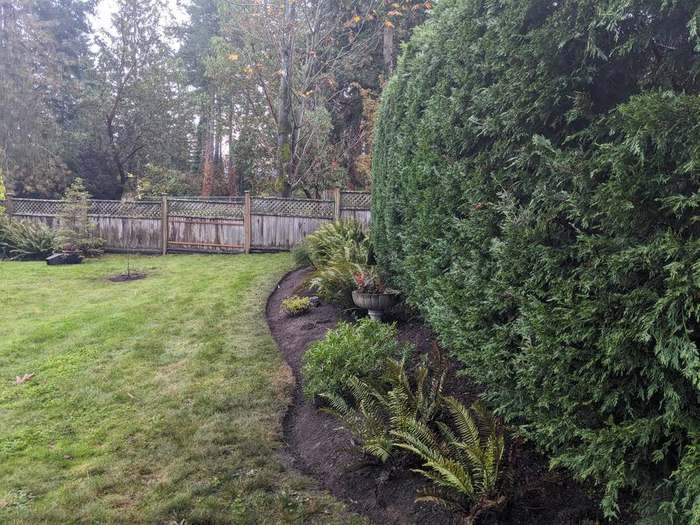 cedar shrubs shaped yard