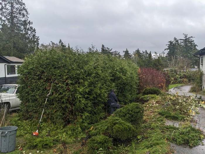 trimmed shrubs yard property