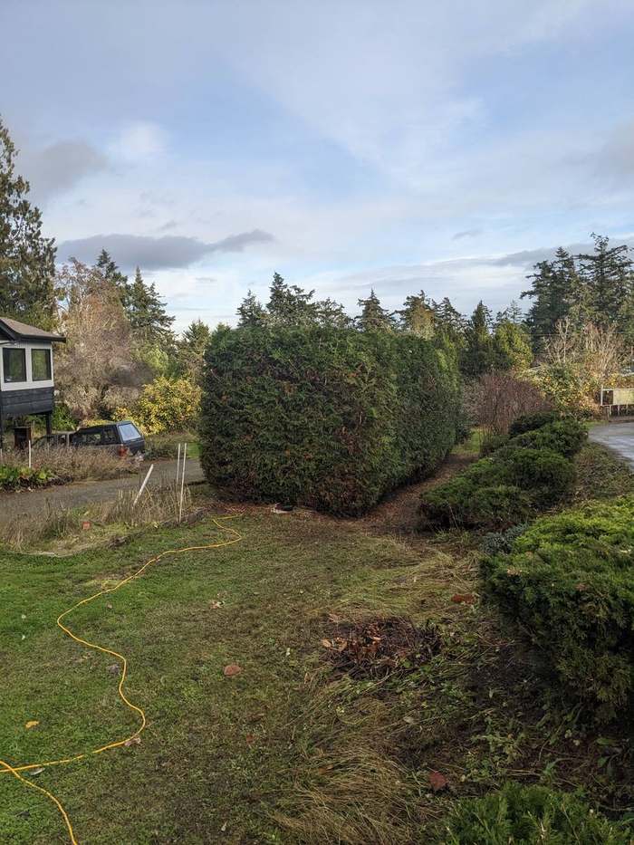shaped shrubs front yard