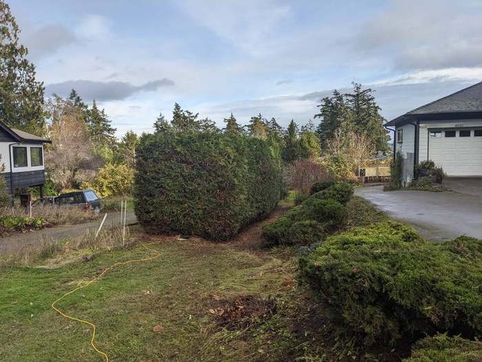 shaped shrubs driveway