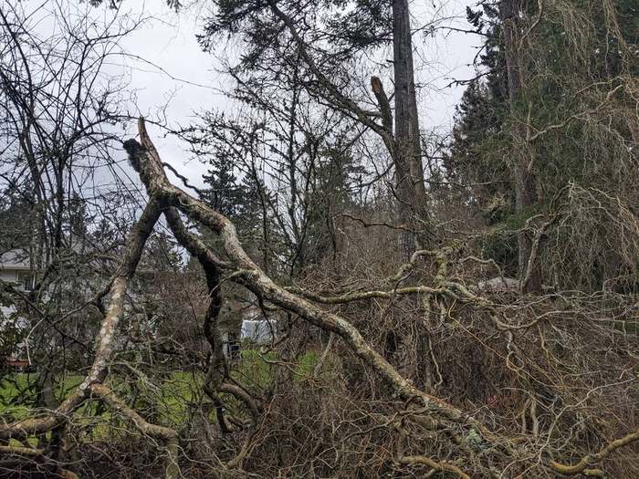 waste  fallen tree branches