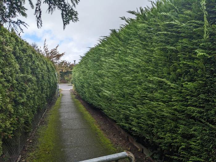 Tall cedar hedge along driveway after trimming