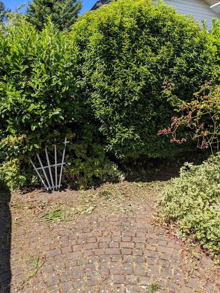Tall manicured cedar hedge wall