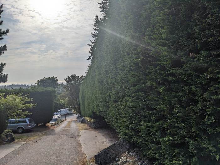 Rounded boxwood hedge shaped by Regent Gardens