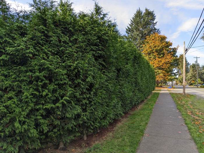 Trimmed cedar shrubs in a manicured yard