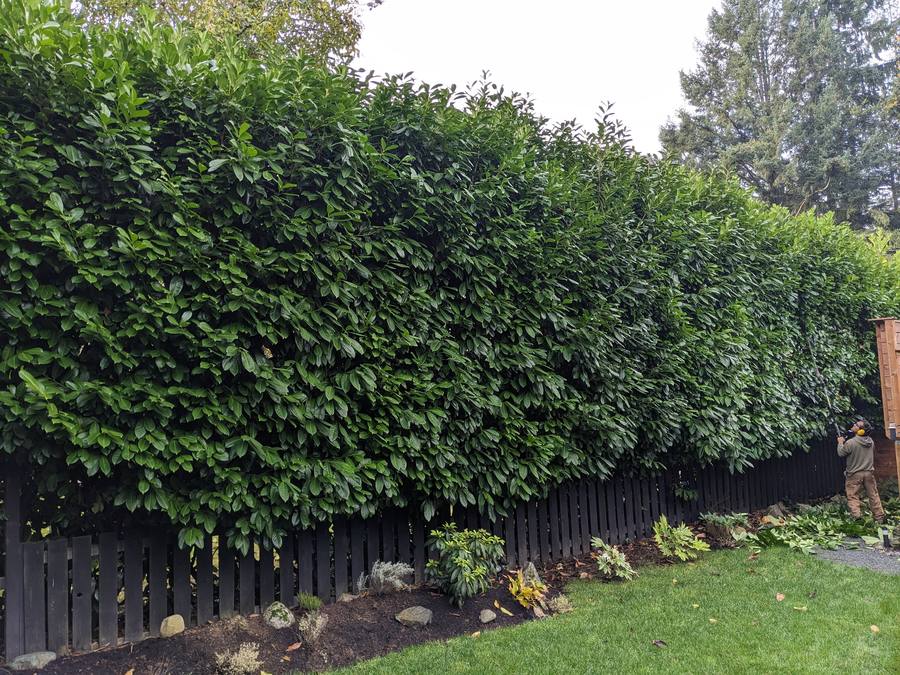 Wall of lush laurel hedge cascading over a fence with manicured garden bed beneath
