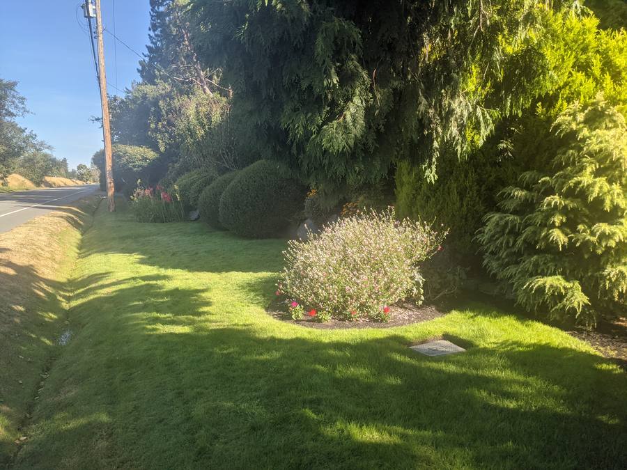 Manicured estate lawn with shaped shrubs